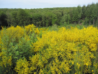 La Forêt de Saint-Sever au plus près