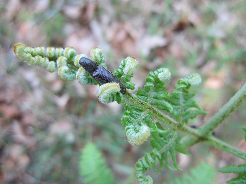 forêt bio bestiole